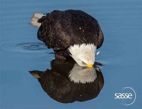 Bald Eagles and Their Local Habitat - Hancock Wildlife Foundation