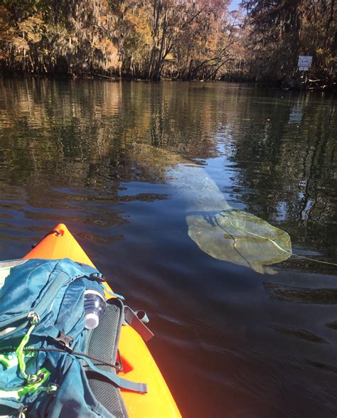 Manatee Springs State Park : r/camping