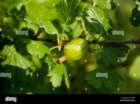 Gooseberry bush hi-res stock photography and images - Alamy