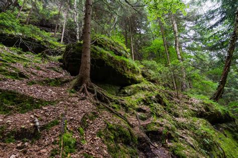 Hiking in Bohemian Switzerland National Park (2019 Guide) | NOMADasaurus