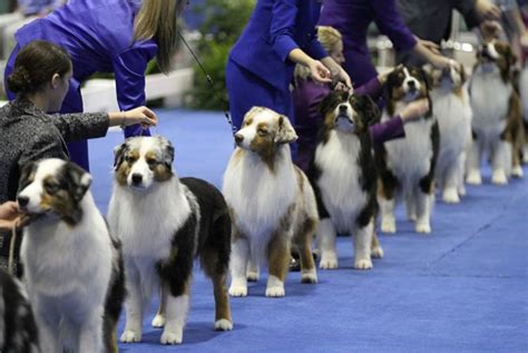 AKC Event Updates – American Kennel Club