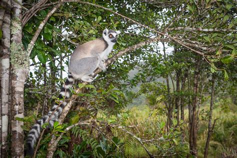 Florian's Photographs: Lemurs in Madagascar