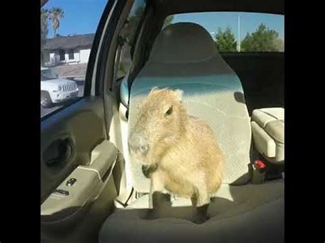 Capybara in da car HD 🥶 | Capybara, Cottagecore animals, Car hd