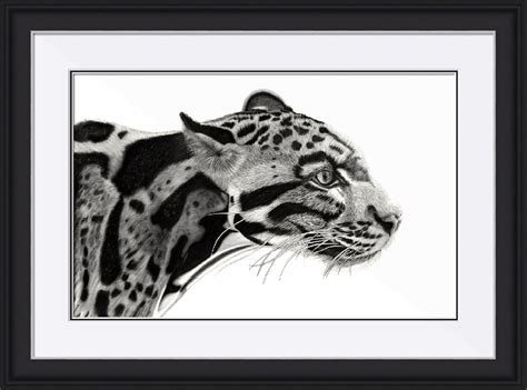 Clouded Leopard (2020) Pencil drawing by Paul Stowe | British art ...