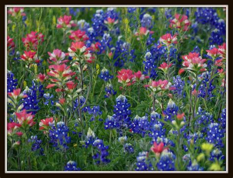 Texas Bluebonnets and Indian Paintbrushes | Luling, TX | Steve Holmes ...