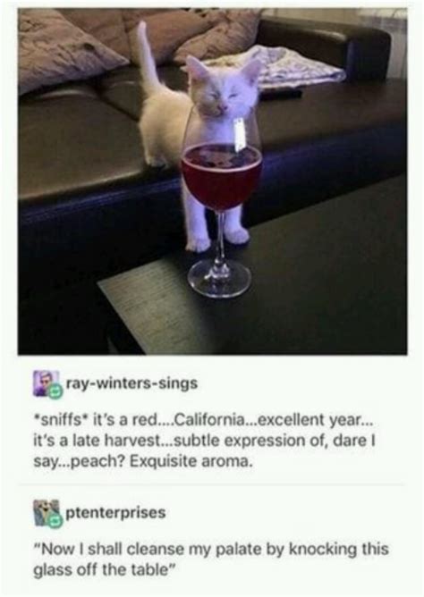 Cat likes the smell of red wine - Meme by Memeism :) Memedroid