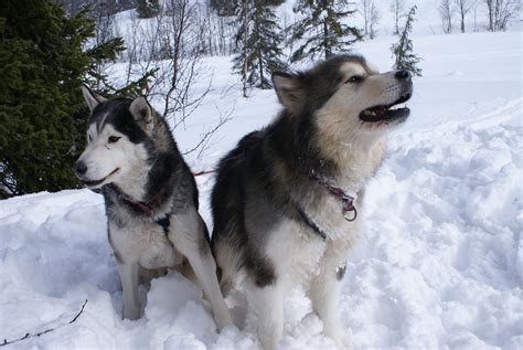 File:Siberian Husky Ivan and Alaskan Malamute Inu.jpg - Wikipedia