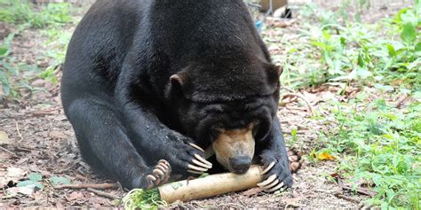 The Forgotten Bear. How Do We Improve Sun Bear Conservation?