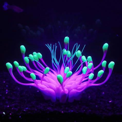 Amazon.com: glow in the dark plants