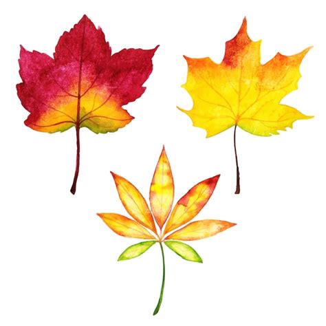 Premium Vector | Beautiful watercolor autumn leaves collection