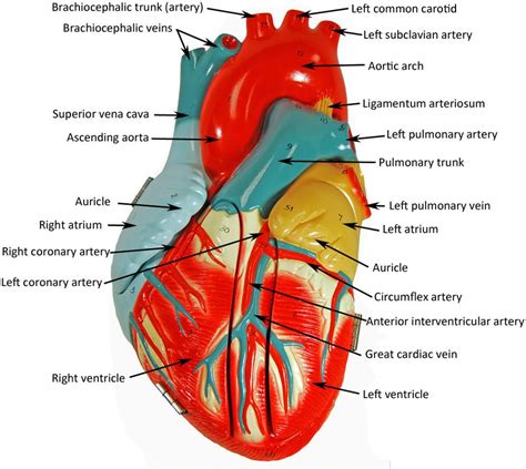 Heart Model Labeled
