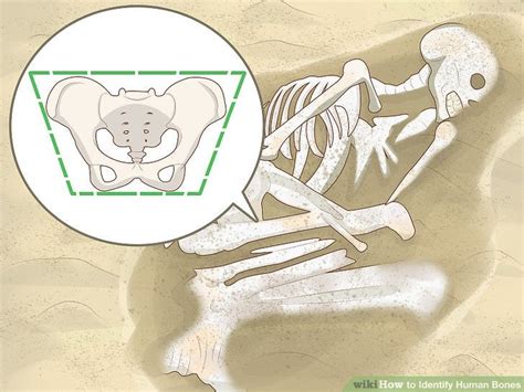 How to Identify Human Bones : r/notdisneyvacation