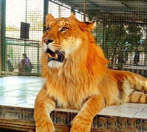 Liger vs Tigon | Big cat species, Rare cats, Small wild cats