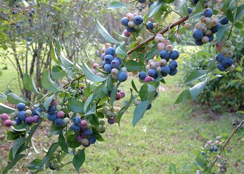 Medallion winners include flower, fruit and vegetable | Mississippi State University Extension ...