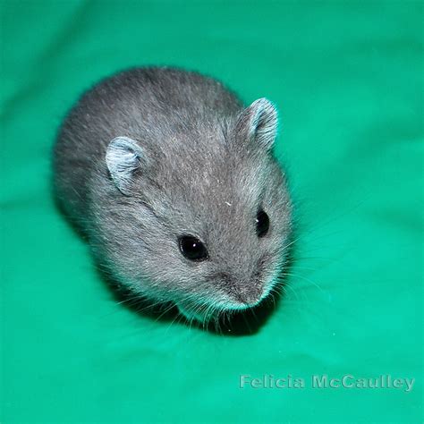 Blue Campbell's Dwarf Hamster | Flickr - Photo Sharing!