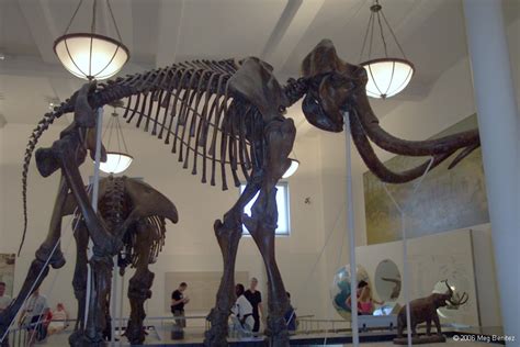 Mammoth at American Museum of Natural History | Pics4Learning