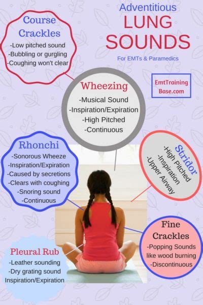 A Guide to Auscultating Lung Sounds - EMT Training Base