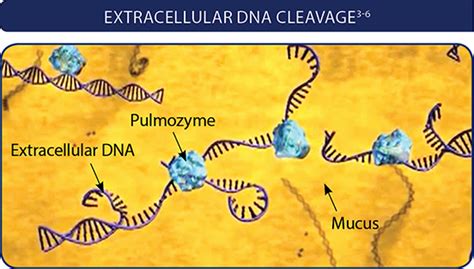 Pulmozyme® Cystic Fibrosis