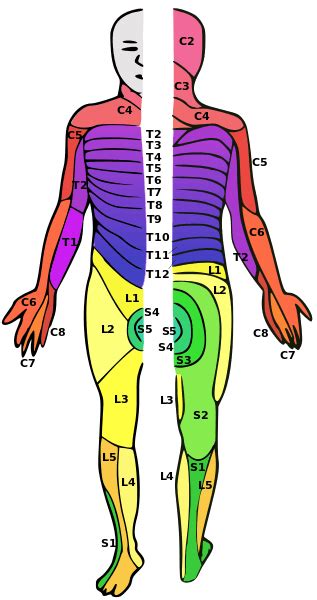 Lumbar Spinal Cord Injury: What to Expect After L1, L2, L3, L4, L5 SCI ...