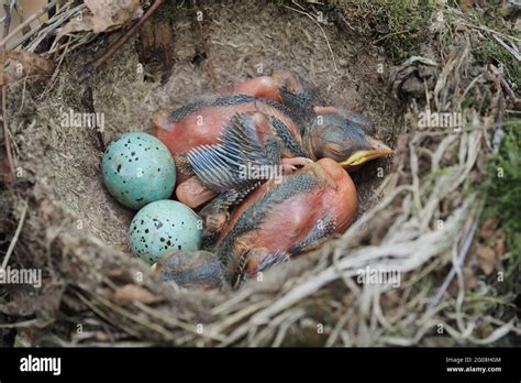 Blue Jay Eggs Hatching