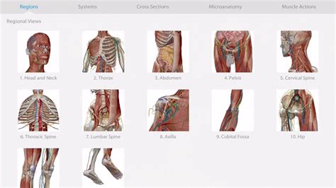 3d human anatomy atlas 2 - ostashokX