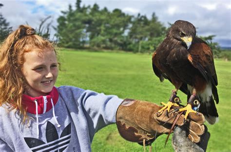 Falconry Days Northumberland Bird of Prey Experience Days