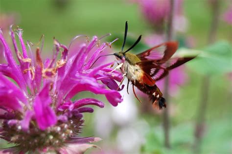 Hummingbird Moth Free Photo Download | FreeImages