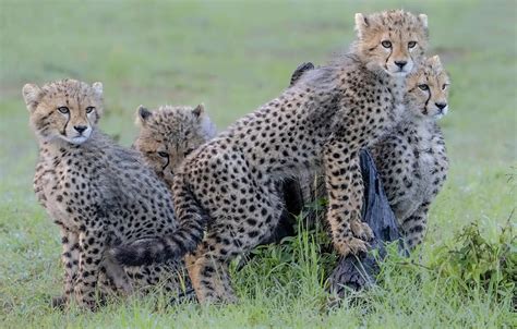 Wallpaper field, grass, look, nature, Cheetah, poses, cubs, cheetahs for mobile and desktop ...