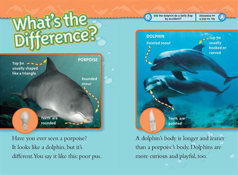 Is it a Porpoise or a Dolphin?