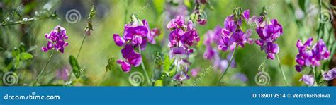 Flowers of Lathyrus on a Green Background Stock Photo - Image of ...