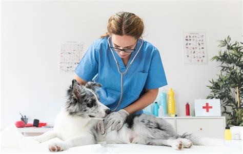 Animal healthcare is in an economic boom