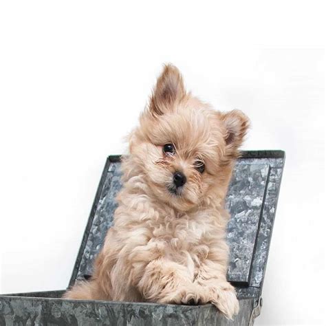 Pomapoo Puppies For Sale • Adopt Your Puppy Today • Infinity Pups