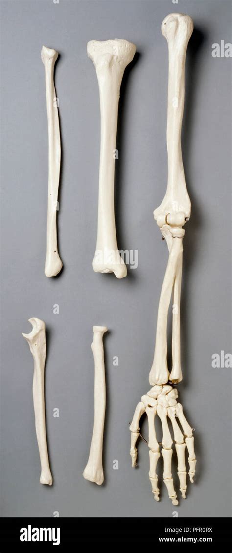 Human arm bones hi-res stock photography and images - Alamy