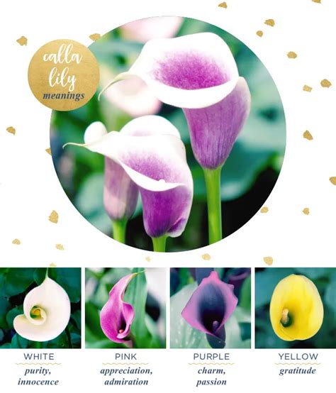 Calla Lily Meaning and Symbolism - FTD.com