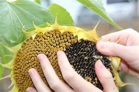 How to harvest sunflower seeds like a pro 🌻🥇 Unveil a tasty yield