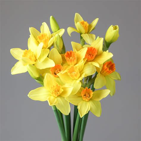 Daffodils Yellow - Mayflower Studio