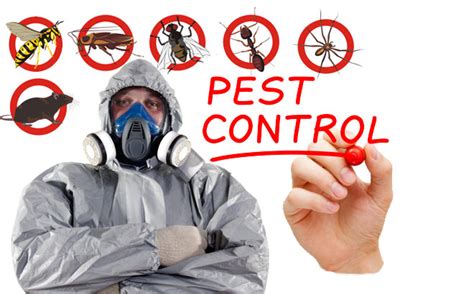 Battle of the Bugs – 7 Tips For Keeping Your Home Pest-Free This Summer ...