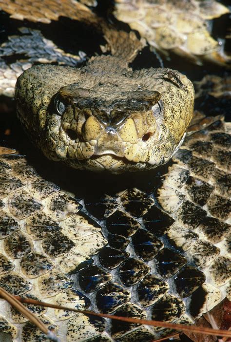 Canebrake Rattlesnake Photograph by Jeffrey Lepore | Fine Art America