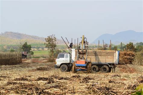 Harvesting sugar cane stock image. Image of flame, sugarcane - 26027969