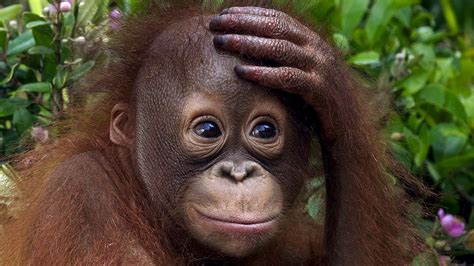 Orangutan Facts - Orangutan Foundation International Australia