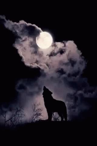 Howling Wolf GIF - Howling Wolf Full Moon - Discover & Share GIFs