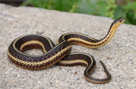 Thamnophis butleri (Butler's garter snake) - Michigan Natural Features ...