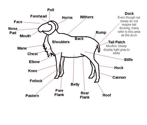 General Sheep Anatomy