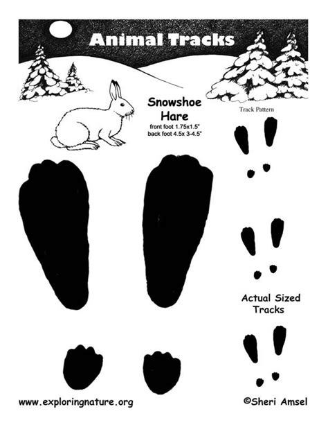 Snowshoe Hare Tracks -- Exploring Nature Educational Resource ...
