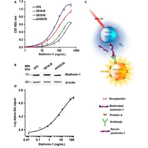 Establishment of a competitive AlphaLISA immunoassay for rapid... | Download Scientific Diagram