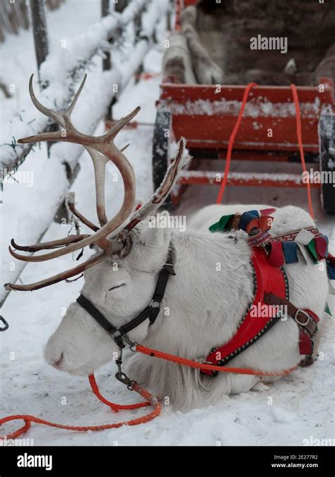 Santa, lapland reindeer hi-res stock photography and images - Alamy