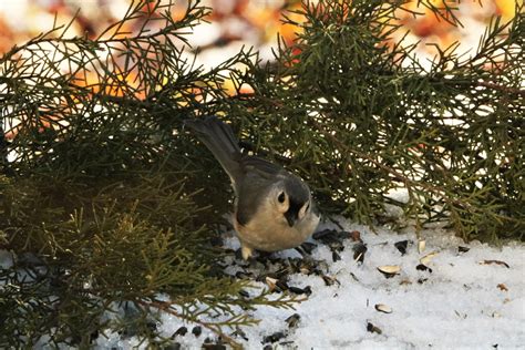Tufted Titmouse In Snow Free Stock Photo - Public Domain Pictures