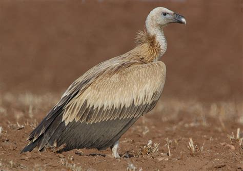 Griffon Vulture Facts, Distribution, Habitat, Diet, Pictures