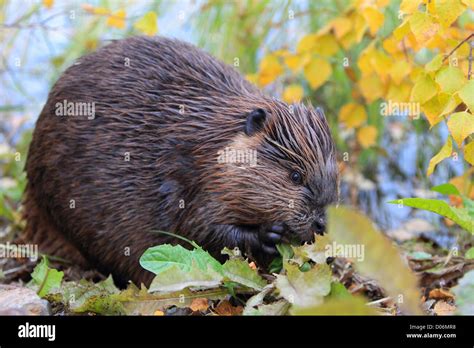 Castor Canadensis Teeth Stock Photos & Castor Canadensis Teeth Stock ...