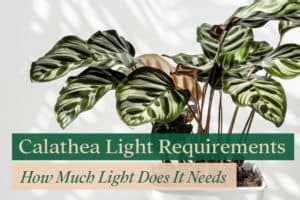 Calathea Light Requirements: How Much Light Does It Need?